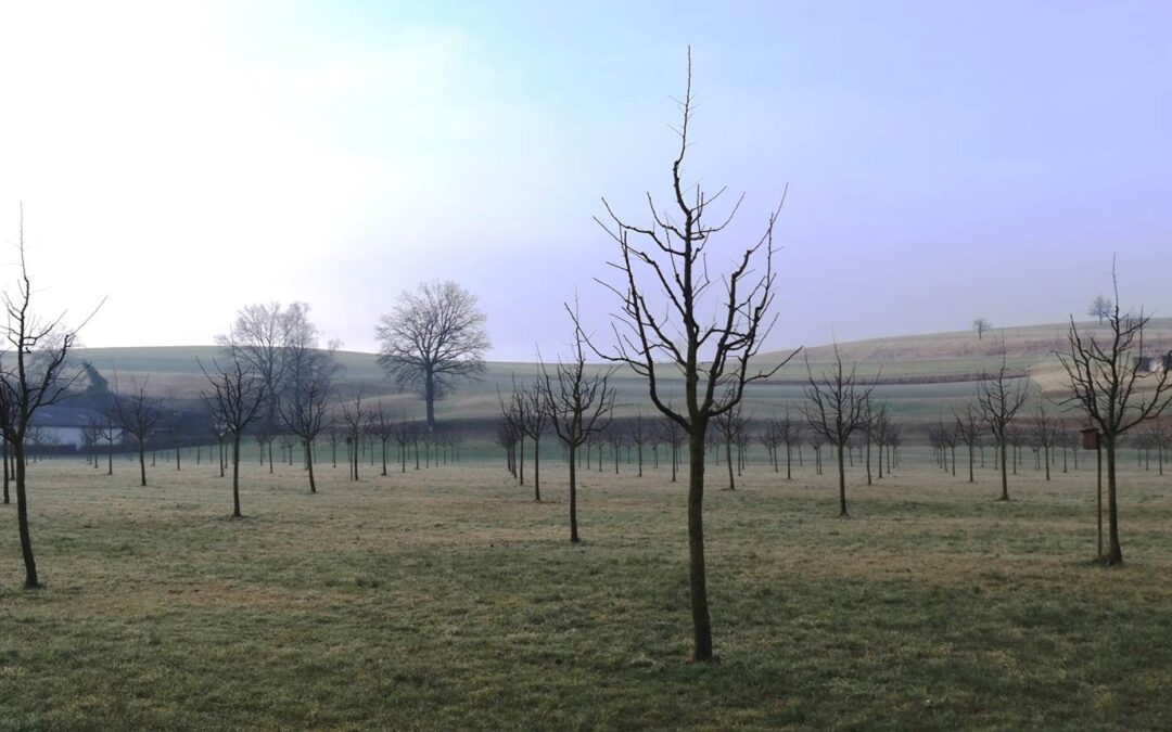 Wann ist ein Baum ein Baum?