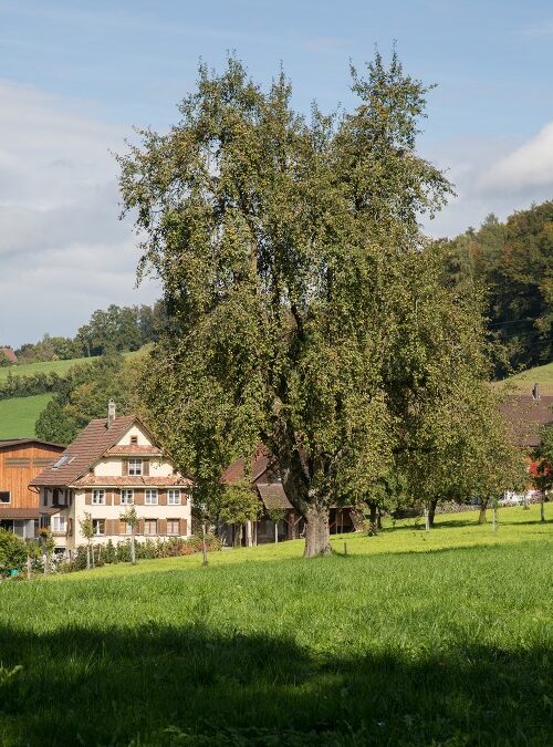 Mit neuem Birnensaft monumentale Birnenbäume erhalten