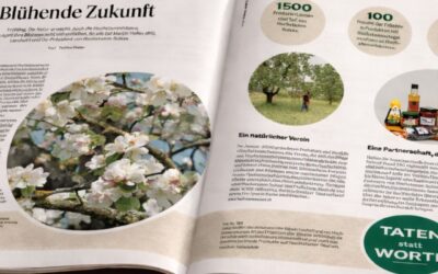 Wenn die Hochstämmer blühen: Einladung zur Blueschtwanderung in Nuglar